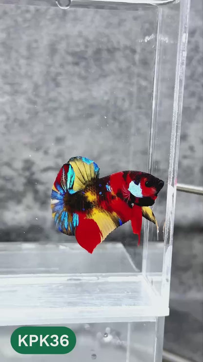 Multicolor Plakat Male Betta Fish |Show Grade|  You Pick Fish
