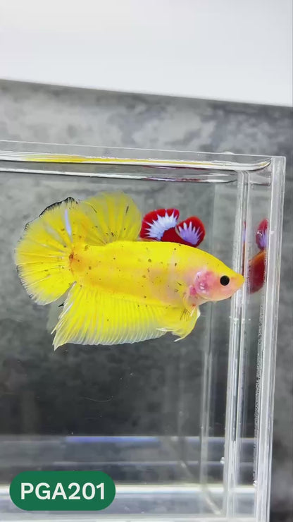 King Giant Plakat Male Betta Fish | You Pick Fish | High Grade