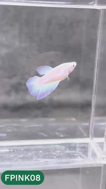 Pink Sakura Halfmoon Female Betta Fish | You Pick Fish