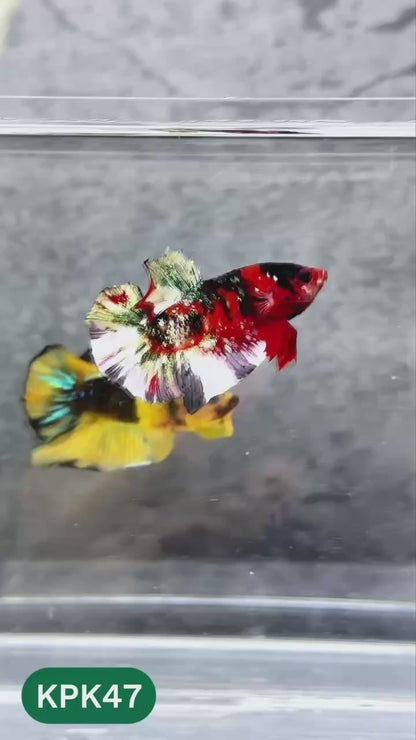 Multicolor Plakat Male Betta Fish |Show Grade|  You Pick Fish