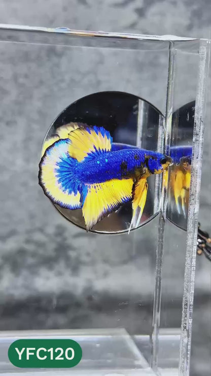 Yellow Fancy Male Betta Fish | Order Directly From Farm | You Pick Fish
