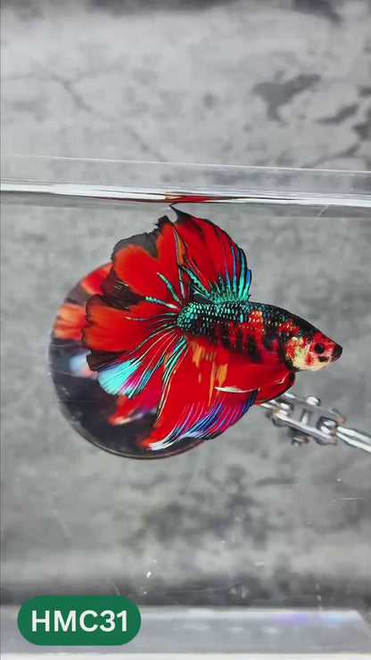 Nemo Halfmoon Male Betta Fish | Order Directly From Farm | You Pick Fish