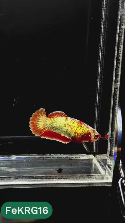 Koi Red Gold Female Betta Fish | You Pick Fish | High Grade