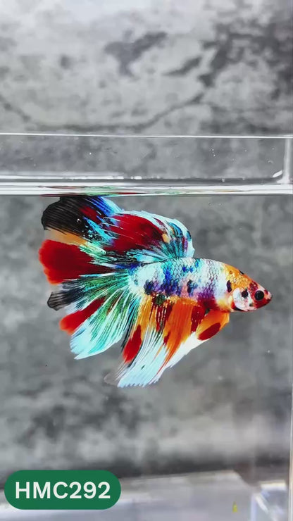 Multicolor Halfmoon Male Betta Fish | High Grade | Order Directly From Farm |  You Pick Fish |