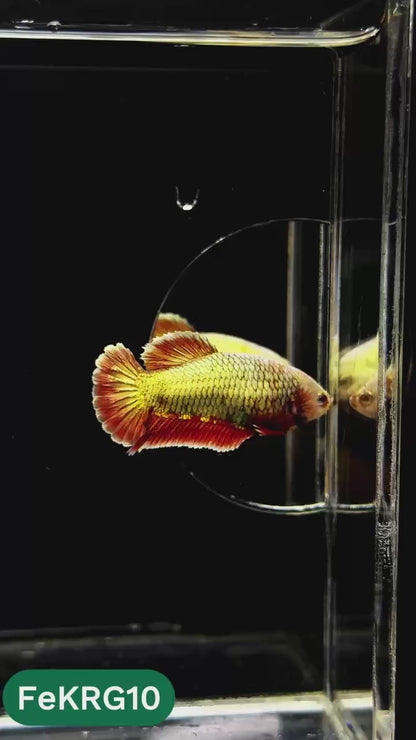 Koi Red Gold Female Betta Fish | You Pick Fish | High Grade