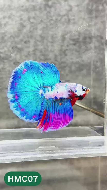 Nemo Halfmoon Male Betta Fish | Order Directly From Farm | You Pick Fish