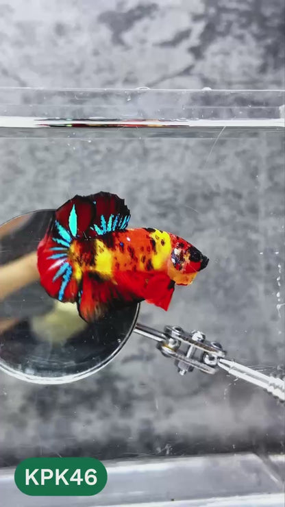 Multicolor Plakat Male Betta Fish |Show Grade|  You Pick Fish