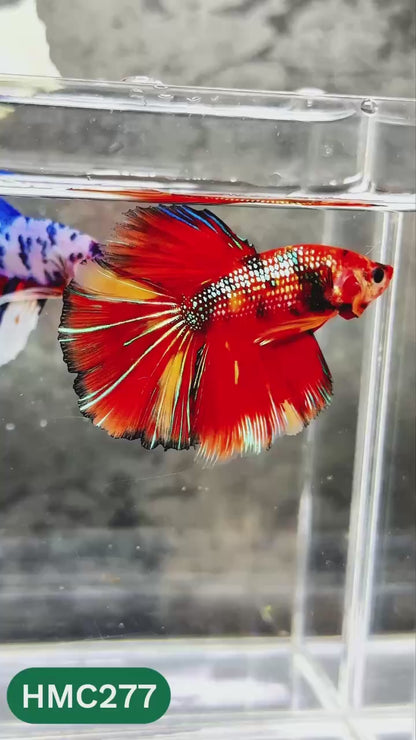 Multicolor Halfmoon Male Betta Fish | High Grade | Order Directly From Farm |  You Pick Fish |