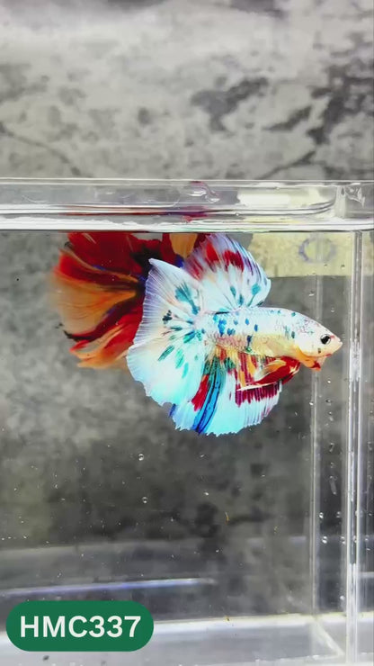 Multicolor Halfmoon Male Betta Fish | High Grade | Order Directly From Farm |  You Pick Fish |