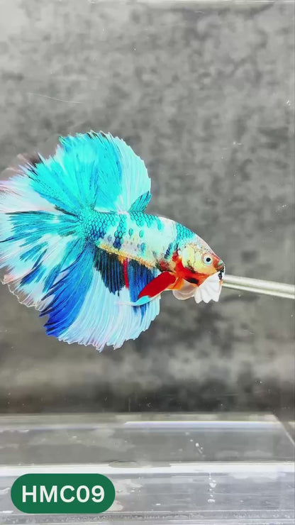 Nemo Halfmoon Male Betta Fish | Order Directly From Farm | You Pick Fish
