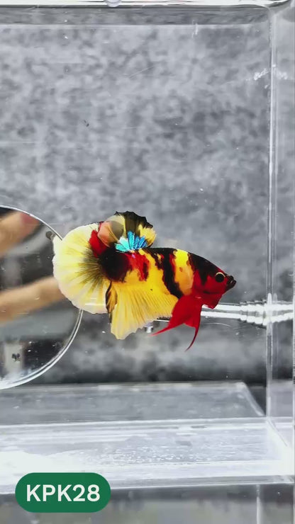 Multicolor Plakat Male Betta Fish |Show Grade|  You Pick Fish