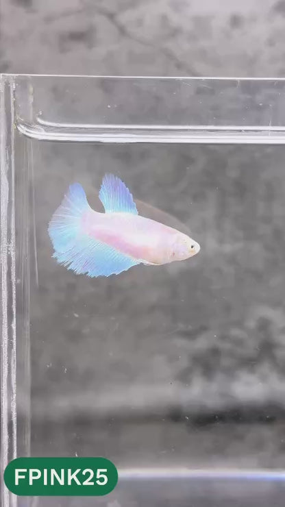 Pink Sakura Halfmoon Female Betta Fish | You Pick Fish