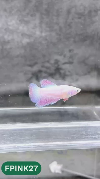 Pink Sakura Halfmoon Female Betta Fish | You Pick Fish
