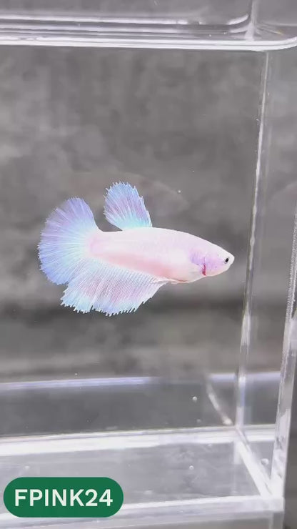 Pink Sakura Halfmoon Female Betta Fish | You Pick Fish