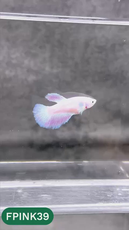 Pink Sakura Halfmoon Female Betta Fish | You Pick Fish