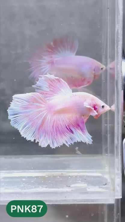 Pink Halfmoon Male Betta Fish | You Pick Fish | Order Directly From Farm