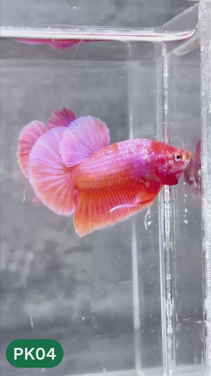 Pink Plakat Male Betta Fish | You Pick Fish | Rare Color