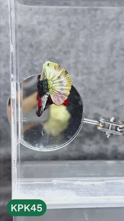 Multicolor Plakat Male Betta Fish |Show Grade|  You Pick Fish
