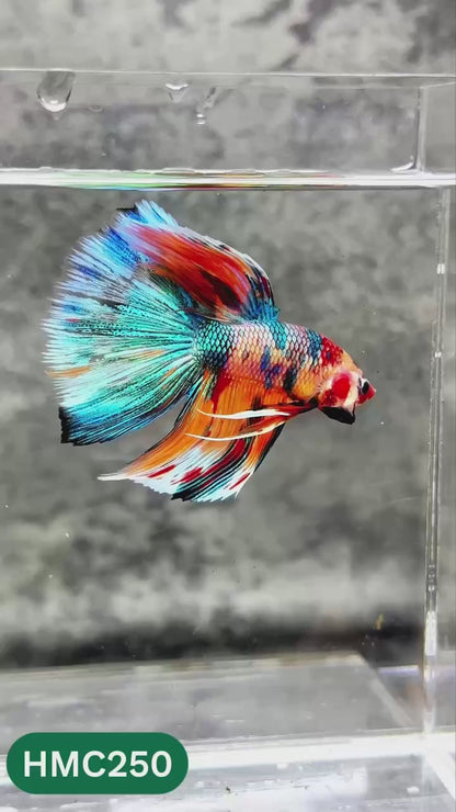 Multicolor Halfmoon Male Betta Fish | Order Directly From Farm | You Pick Fish