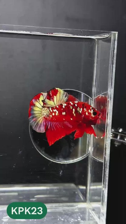Multicolor Plakat Male Betta Fish |Show Grade|  You Pick Fish