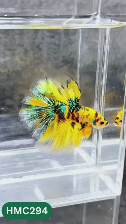 Multicolor Halfmoon Male Betta Fish | High Grade | Order Directly From Farm |  You Pick Fish |