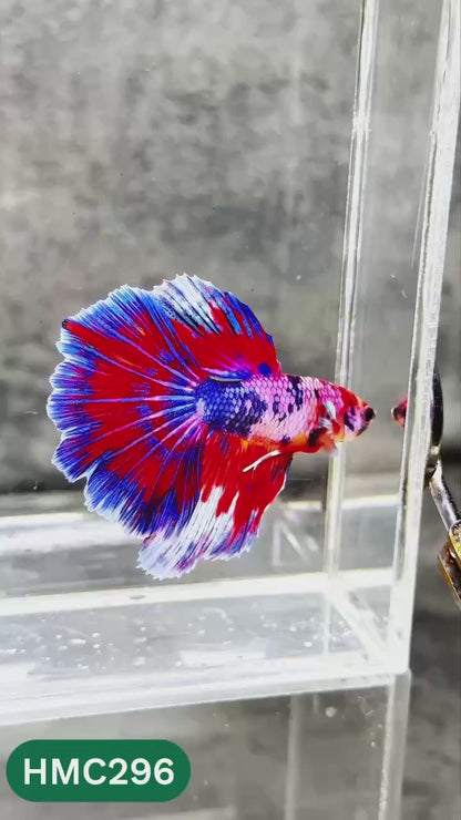 Multicolor Halfmoon Male Betta Fish | High Grade | Order Directly From Farm |  You Pick Fish |