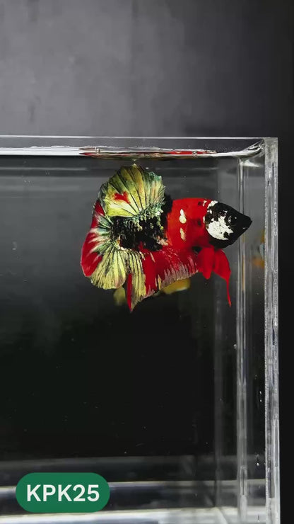 Multicolor Plakat Male Betta Fish |Show Grade|  You Pick Fish