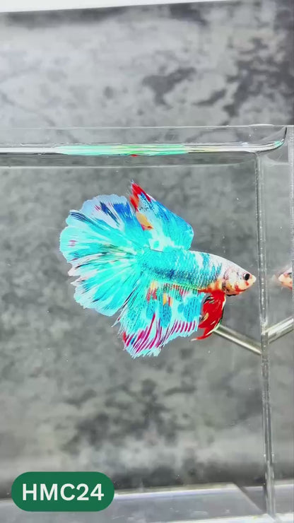 Nemo Halfmoon Male Betta Fish | Order Directly From Farm | You Pick Fish
