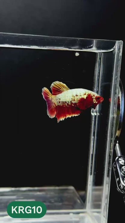 Koi Red Gold Galaxy Plakat Male Betta Fish | You Pick Fish