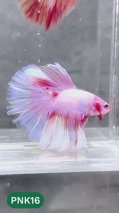 Pink Halfmoon Male Betta Fish | You Pick Fish | Order Directly From Farm