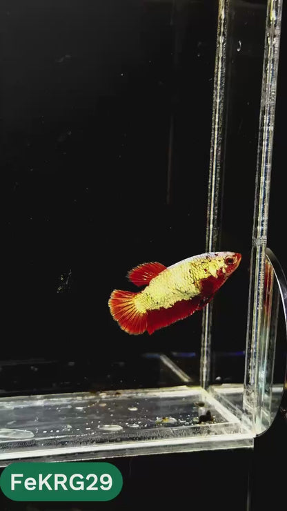 Koi Red Gold Female Betta Fish | You Pick Fish | High Grade