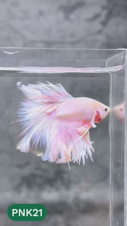 Pink Halfmoon Male Betta Fish | You Pick Fish | Order Directly From Farm