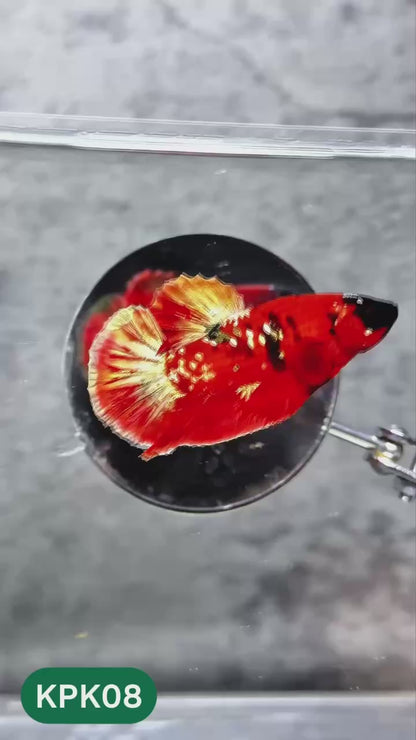 Multicolor Plakat Male Betta Fish |Show Grade|  You Pick Fish