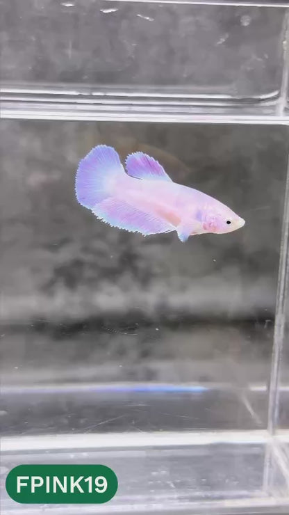Pink Sakura Halfmoon Female Betta Fish | You Pick Fish
