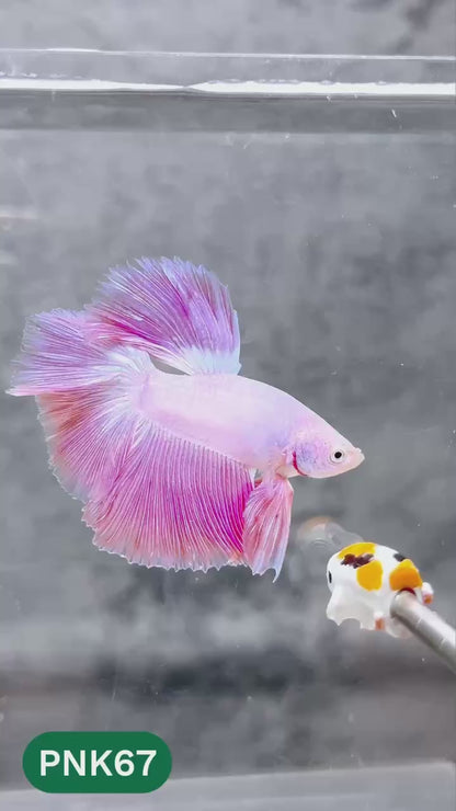 Pink Halfmoon Male Betta Fish | You Pick Fish | Order Directly From Farm