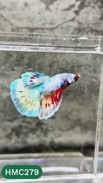 Multicolor Halfmoon Male Betta Fish | High Grade | Order Directly From Farm |  You Pick Fish |