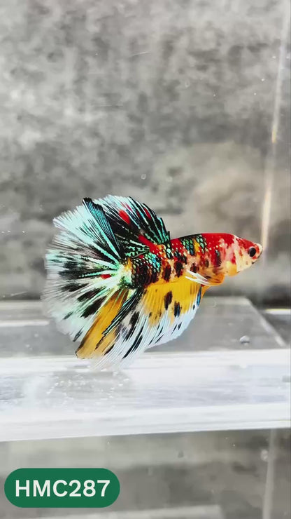 Multicolor Halfmoon Male Betta Fish | High Grade | Order Directly From Farm |  You Pick Fish |