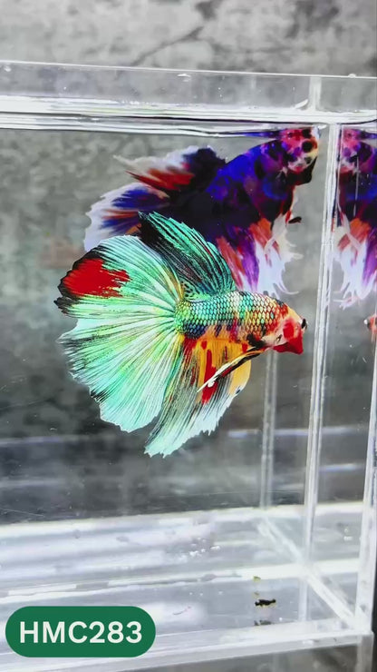 Multicolor Halfmoon Male Betta Fish | High Grade | Order Directly From Farm |  You Pick Fish |