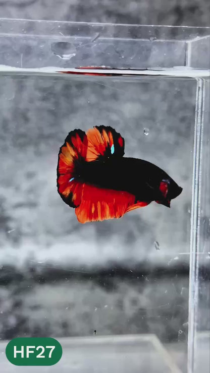 Dark Flame Hellfire Plakat Male Betta Fish | You Pick Fish | Rare Betta