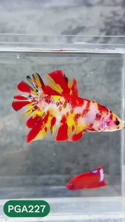 King Giant Plakat Male Betta Fish | You Pick Fish | High Grade