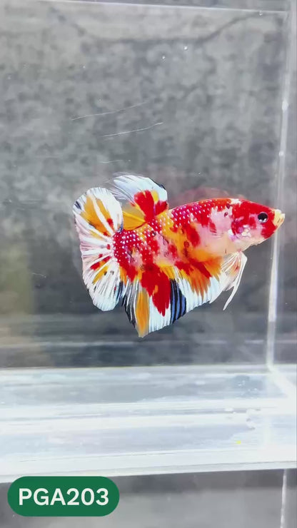 King Giant Plakat Male Betta Fish | You Pick Fish | High Grade