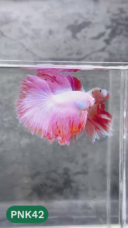 Pink Halfmoon Male Betta Fish | You Pick Fish | Order Directly From Farm