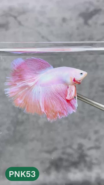 Pink Halfmoon Male Betta Fish | You Pick Fish | Order Directly From Farm