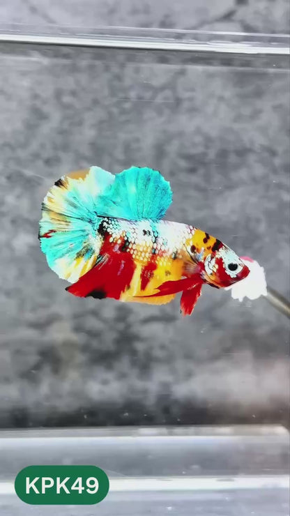 Multicolor Plakat Male Betta Fish |Show Grade|  You Pick Fish