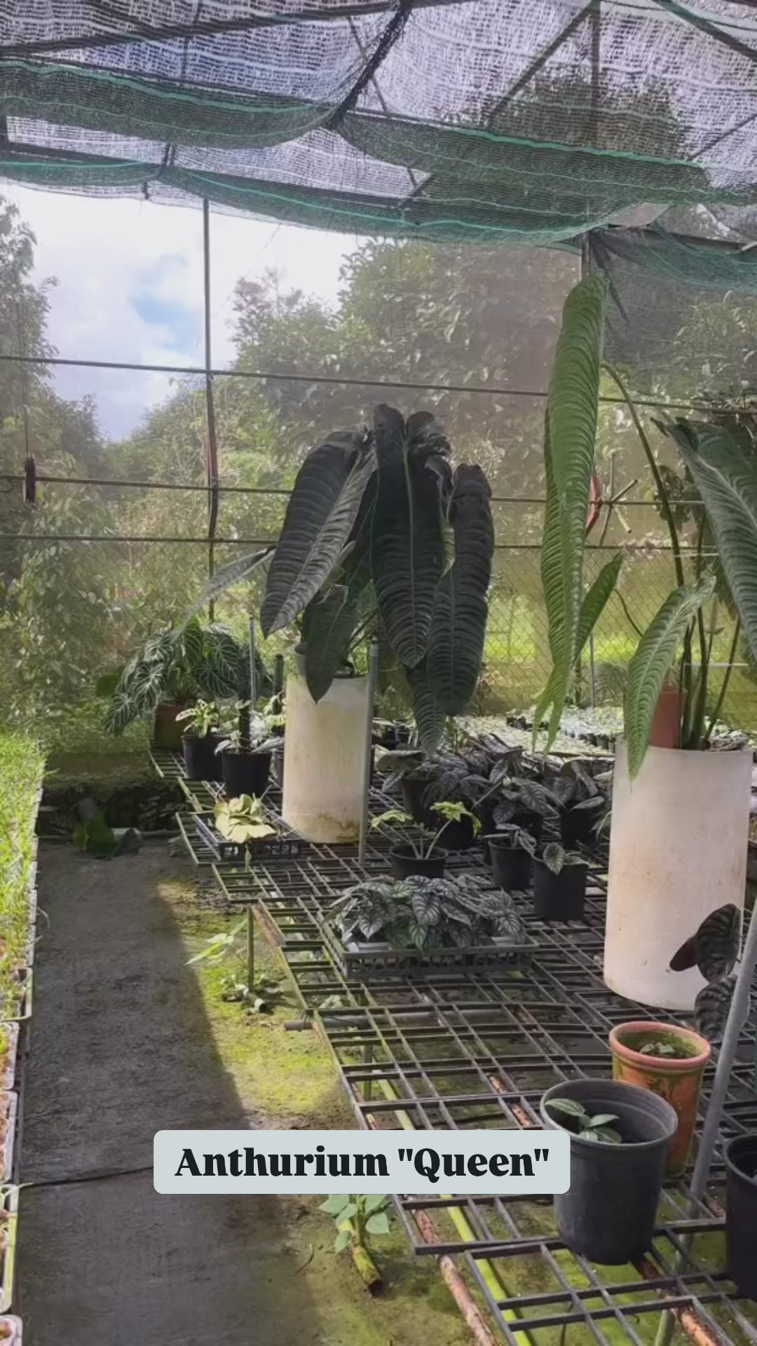 Anthurium Warocqueanum AKA 