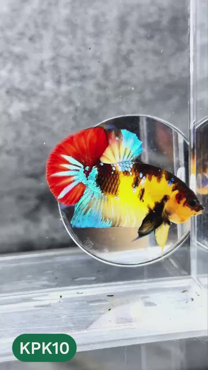 Multicolor Plakat Male Betta Fish |Show Grade|  You Pick Fish