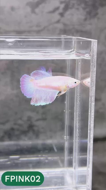 Pink Sakura Halfmoon Female Betta Fish | You Pick Fish