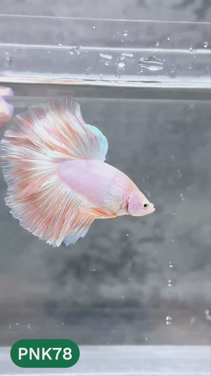 Pink Halfmoon Male Betta Fish | You Pick Fish | Order Directly From Farm