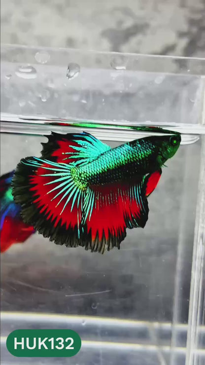 Black Hulk Halfmoon Male Betta Fish | You Pick Fish