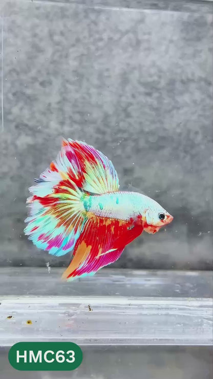 Nemo Halfmoon Male Betta Fish | Order Directly From Farm | You Pick Fish